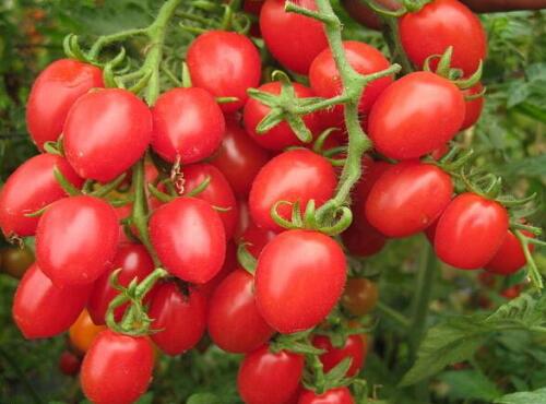 水果配送：圣女果