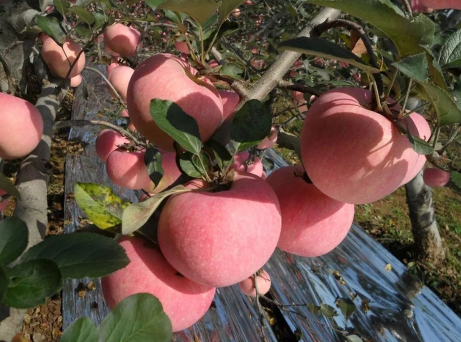 農產品配送公司為您報道：來自陜西千陽蘋果的故事