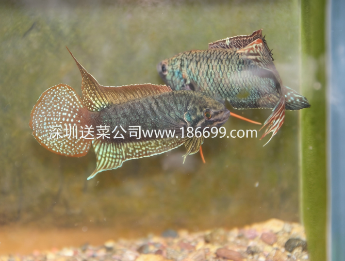 東莞生鮮食材配送中心暢談：生存能力最強的淡水魚