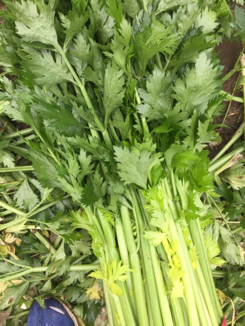 惠州生鮮蔬菜配送?中心為您科普芹菜的營養價值。