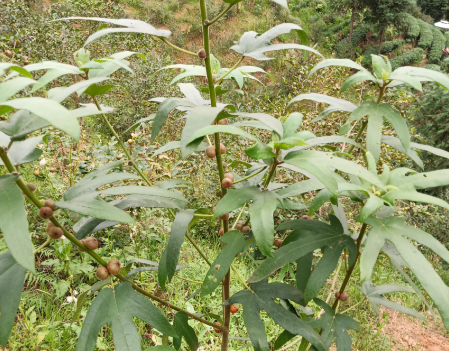 五指毛桃與斷腸草:一場(chǎng)關(guān)乎生死的鑒別